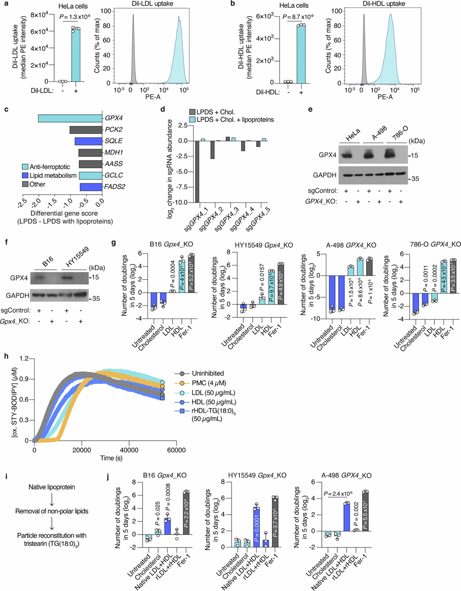  脂蛋白的脂質(zhì)組分使得谷胱甘肽過氧化物酶 4（GPX4）在癌細胞中變得非必需