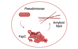 減緩阿爾茨海默病進展，幽門桿菌有妙招