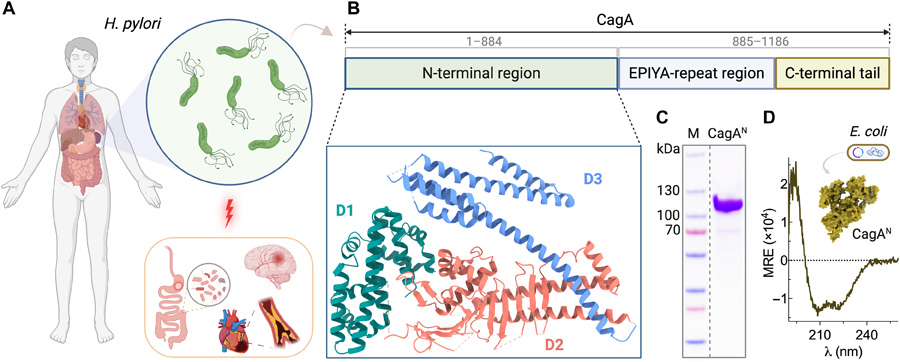  幽門螺桿菌CagA蛋白的生理學特性、結構組織特征及其重組制備方法