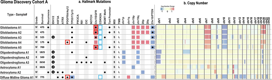  膠質(zhì)瘤發(fā)現(xiàn)隊列 A 體細胞突變概覽