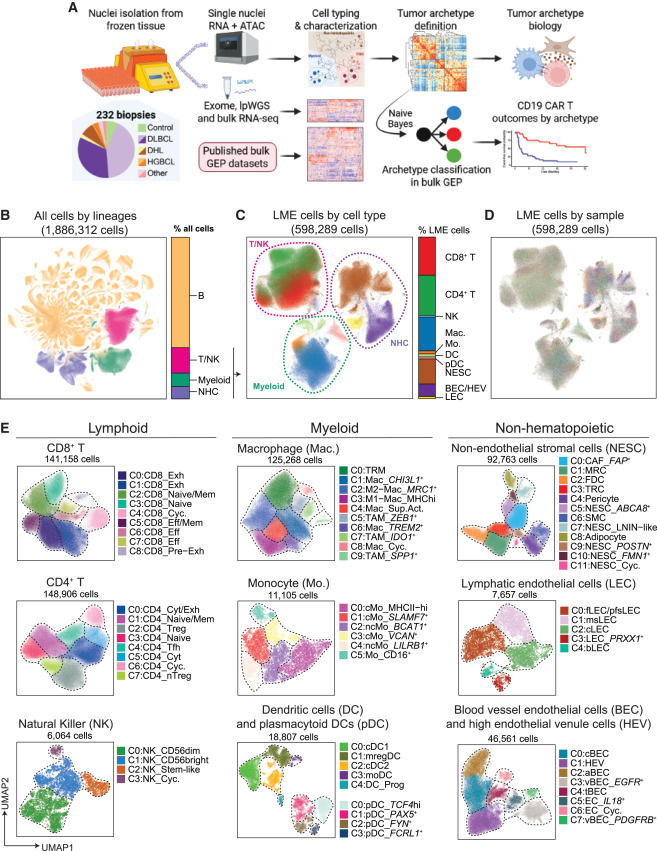  基于單細胞核多組學分析的研究設計與細胞類型概覽