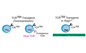 腸道炎癥通過(guò)菌群特異性CD4+ T細(xì)胞介導(dǎo)神經(jīng)炎癥的機(jī)制研究