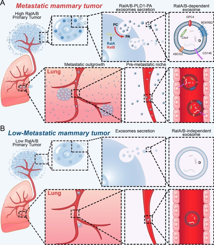  來自RalA或RalB缺陷細胞的外泌體具有較弱的器官靶向能力