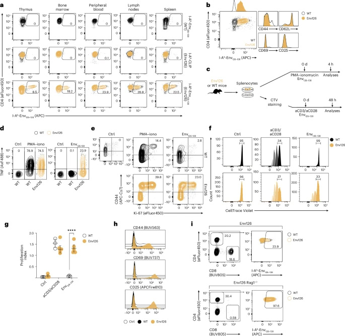  HBV特異性CD4+ TCR轉(zhuǎn)基因小鼠的構(gòu)建與表征