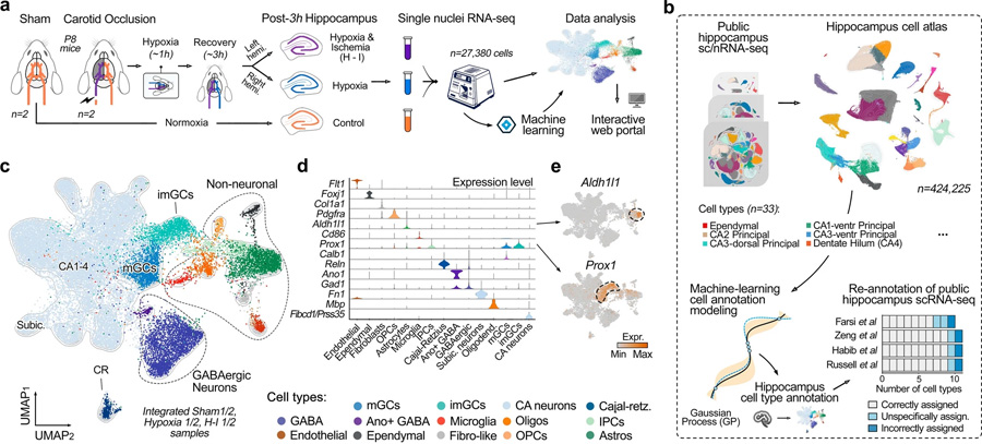 通過(guò)機(jī)器學(xué)習(xí)生成用于精確細(xì)胞類(lèi)型注釋的綜合海馬圖譜