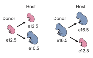 小鼠GABA能神經(jīng)元發(fā)育中前體細(xì)胞成熟能力的時(shí)序調(diào)控機(jī)制解析