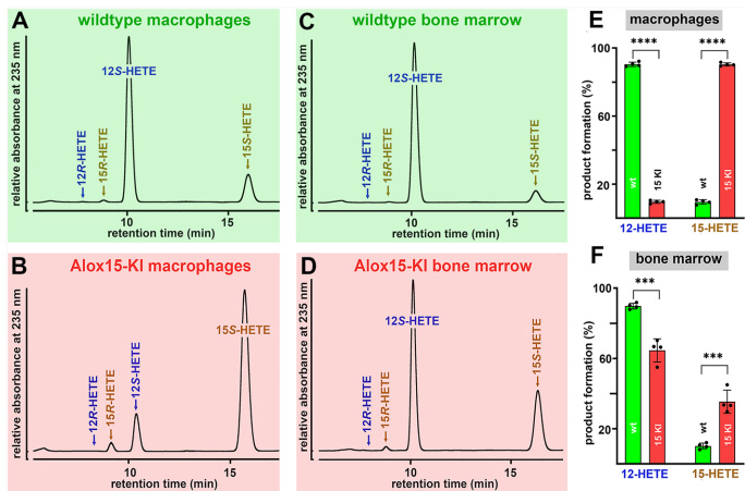 Leu353Phe突變使人源化小鼠Alox15從12-脂氧合酶轉變?yōu)?5-脂氧合酶