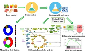 研究人員開(kāi)發(fā)出將食物垃圾轉(zhuǎn)化為可生物降解塑料的方法