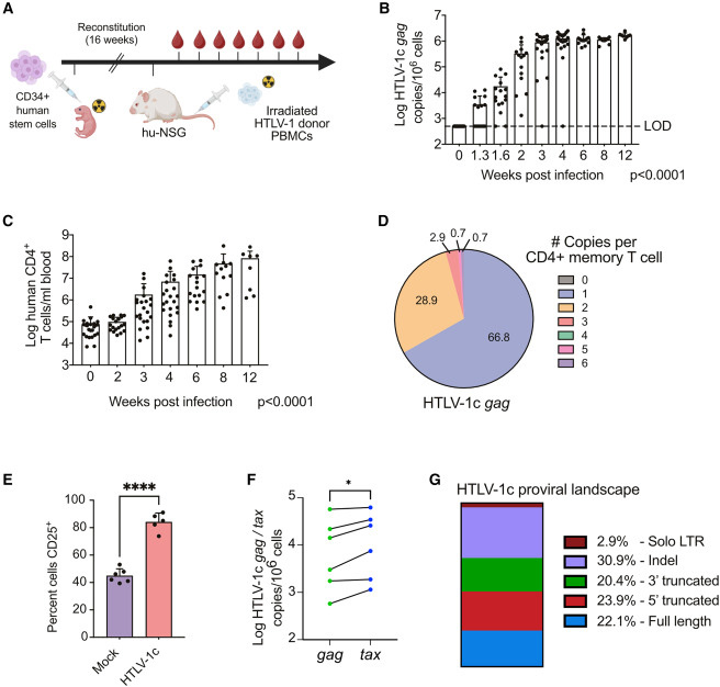 感染HTLV-1c亞型的人源化小鼠發(fā)生的疾病與人類感染特征相符