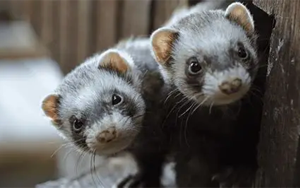 2009年甲型H1N1流感病毒預(yù)存免疫對H5N1感染的保護作用機制研究