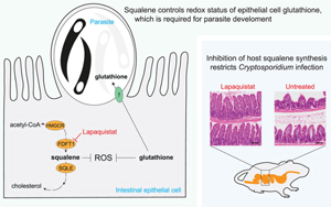 揭示宿主膽固醇代謝通路中角鯊烯調(diào)控隱孢子蟲生存的關(guān)鍵機制及其治療潛力