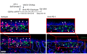 PD-1通過TGFβ信號通路調(diào)控皮膚組織駐留記憶T細胞（TRM）形成與功能分化的機制研究