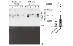 RNA N-糖基化通過(guò)免疫逃逸和穩(wěn)態(tài)胞葬作用維持免疫平衡的分子機(jī)制