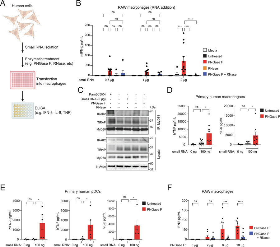 N-聚糖屏蔽小RNA，使其免受先天免疫識別
