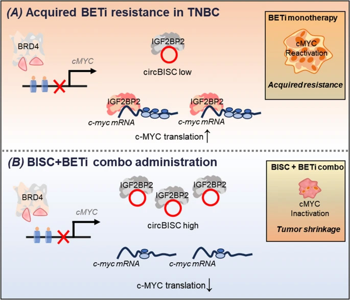 三陰性乳腺癌中獲得性BETi耐藥性的分子機制