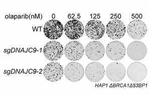 組蛋白伴侶NASP調(diào)控組蛋白周轉(zhuǎn)驅(qū)動PARP抑制劑耐藥性的機(jī)制研究