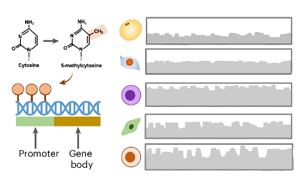 人類皮下脂肪組織的單細(xì)胞DNA甲基化與三維基因組圖譜揭示肥胖與炎癥的細(xì)胞類型特異性表觀遺傳調(diào)控機(jī)制