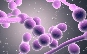 真菌共生與致病性的pH堿化調(diào)控機(jī)制：轉(zhuǎn)錄因子Dal81與Stp2的協(xié)同作用