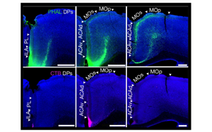 小鼠內(nèi)臟運(yùn)動皮層神經(jīng)網(wǎng)絡(luò)的精細(xì)解析與功能調(diào)控機(jī)制研究