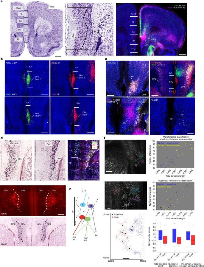 背側(cè)腳區(qū)的解剖學(xué)界定與細(xì)胞類(lèi)型組織結(jié)構(gòu)