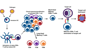 淺析幾種細(xì)胞治療的技術(shù)、工藝與原料