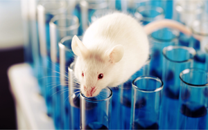 動物造模解決方案：一站式疾病模型誘導(dǎo)原料庫