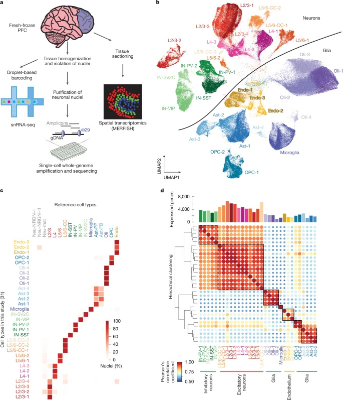 人類前額葉皮層中基于液滴法的單核RNA測序研究設(shè)計與特征分析