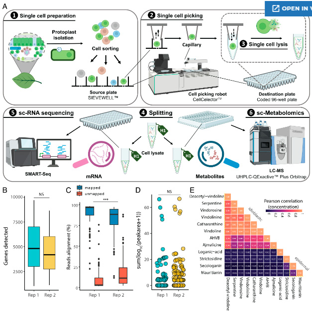 單個植物原生質(zhì)體的多重分析