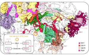 Nature：AI助力！首次捕捉到核糖體形成的全過程