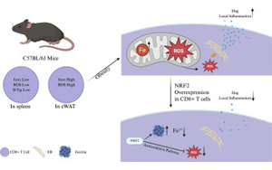 肥胖會(huì)改變脂肪組織中CD8+ T細(xì)胞的鐵代謝機(jī)制，從而加劇代謝性炎癥