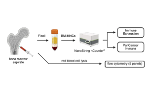 在白血病發(fā)生之前，慢性炎癥重塑了骨髓微環(huán)境