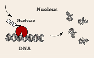 全能核酸酶，生物制品純化中的隱形衛(wèi)士