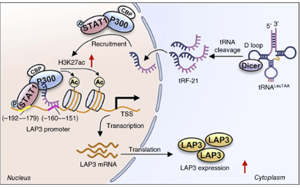 tRF-21LeuTAA 通過改變谷胱甘肽代謝酶來促進(jìn)氧化應(yīng)激，從而支持前列腺癌的進(jìn)展 開放獲取