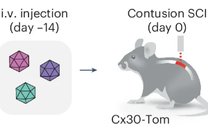 Nature子刊：脊髓損傷后神經(jīng)系統(tǒng)如何啟動修復(fù)機(jī)制？
