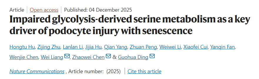糖酵解途徑受損所致的絲氨酸代謝紊亂是足細胞衰老性損傷的關鍵驅動因素 糖酵解途徑受損所致的絲氨酸代謝紊亂是足細胞衰老性損傷的關鍵驅動因素