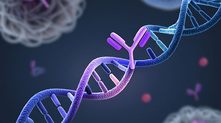 藥物靶點(diǎn)中發(fā)生的單個(gè)氨基酸改變可導(dǎo)致抗體療法失效 藥物靶點(diǎn)中發(fā)生的單個(gè)氨基酸改變可導(dǎo)致抗體療法失效