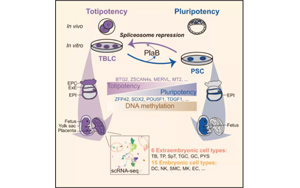 北大科學(xué)家發(fā)Cell頂刊：通過剪接體抑制劑可使小鼠產(chǎn)生全能干細(xì)胞