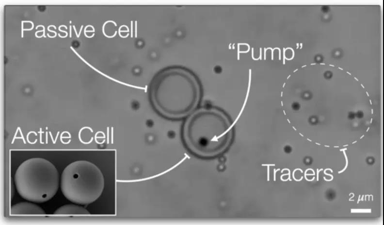 Nature重磅：離人造生命又近一步？具有主動(dòng)運(yùn)輸能力的“人造細(xì)胞”問(wèn)世！