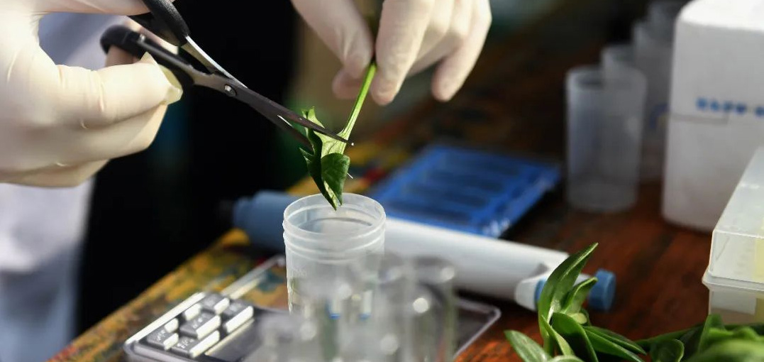 農(nóng)藥殘留檢測