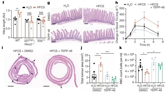 Nature：為啥喝奶茶容易長胖？ 果糖促進(jìn)腸道絨毛增長，累積脂肪