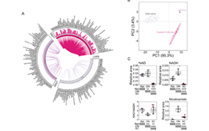 不只是護(hù)膚界“當(dāng)紅炸子雞”！新研究揭示：煙酰胺還可調(diào)節(jié)視網(wǎng)膜功能，有效改善青光眼
