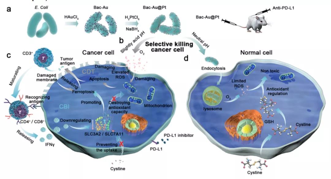 細菌也成帶路黨！ACS NANO: 多功能菌基納米酶實現(xiàn)腫瘤治療打擊