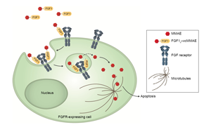Cell子刊：糖尿病治療新突破！科學(xué)家發(fā)現(xiàn)了獨(dú)立于胰島素之外的新降糖途徑