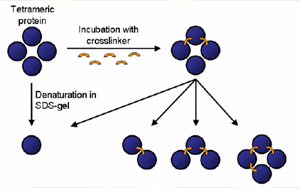 體外診斷中交聯(lián)劑的用途與選擇