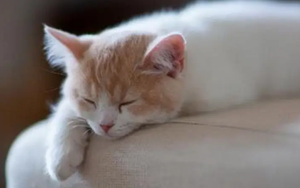 發(fā)燒后沒胃口？Nature揭示背后機制