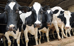 牛奶喝多易致癌！男性前列腺癌風險增加27%，女性乳腺癌風險增加17%