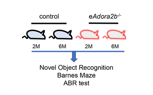 阻止認(rèn)知及聽力衰退，Plo Bio新文給出新思路：血液中的這種蛋白質(zhì)是關(guān)鍵