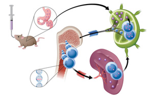 通過腸道淋巴系統(tǒng)吸收？！藥物吸收新途徑 靶向小鼠癌細(xì)胞
