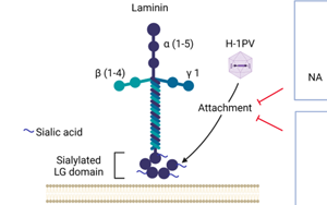 Nature子刊：威脅人類健康的兩大“殺手”病毒和癌細(xì)胞，兩強(qiáng)相遇誰(shuí)會(huì)“陣亡”？