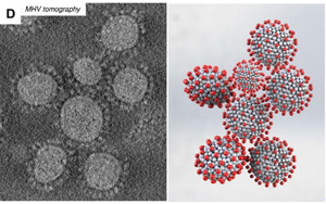 研究發(fā)現(xiàn)，冠狀病毒的形狀會(huì)影響其傳播
